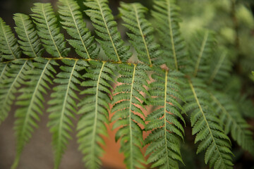Flora. Selective focus on a Cyathea cooperi fern, also known as Australian Tree Fern, beautiful green leaves and leaflets texture and pattern.