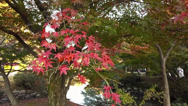 東京都新宿区にある公園の秋の景色