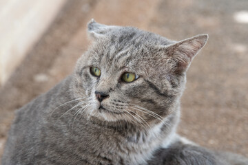 Beautiful and cute colored cats