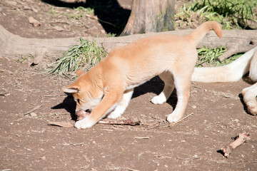 the golden dingo pup is  gnawing on a bone