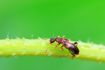 Formiform beetle on wild plants, North China