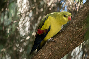 the regent parrot is perched on a tree branch