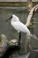 the royal spoonbill is walking in a lake looking for food