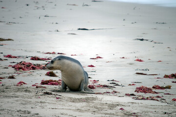 the sea lion pup is on the beach at Seal Bay