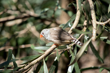 the zebra finch is perched in a bush