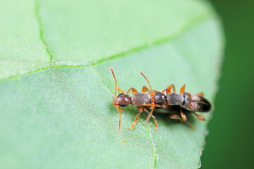 Formiform beetle on wild plants, North China