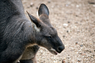 this is a close up of a euro or wallaroo