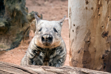 Obraz premium the wombat is climbing over the long