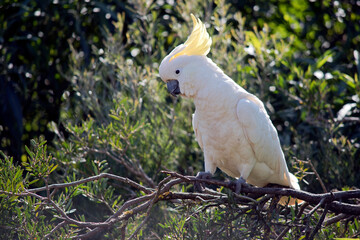 the sulphur crested cockatoo is perched on a branch