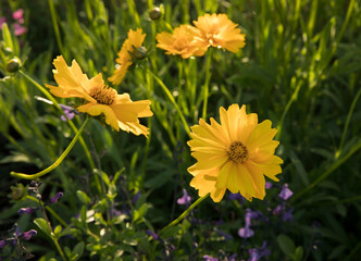 Spring. Closeup view of a beautiful Coreopsis grandiflora, also known as tickseed, flowers of yellow petals and Salvia microphilla purple flowers, blooming in the field.