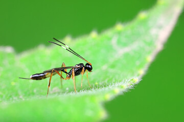 Bees on wild plants, North China