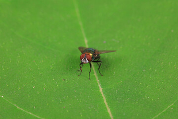 Flies on plants in the nature, North China Plain