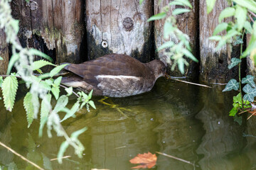 Black bird in the lake