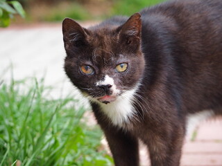 Brown cat with white nose
