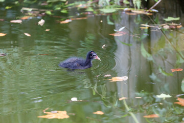 Black bird in the lake