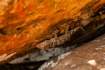 Small lizard in a rock in Thailand. - 394059497