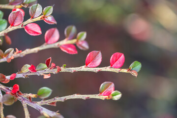 Small green and red leaves coming off of 4 small branches