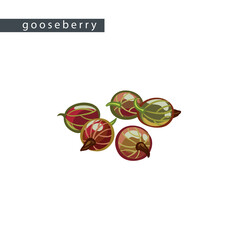 sketch_gooseberry_five_small_berries