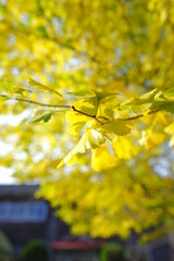 廃校となった木造校舎と色鮮やかなイチョウ