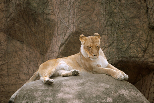 486-66 Lioness at Lincoln Park  Zoo, Chicago, Illinois
