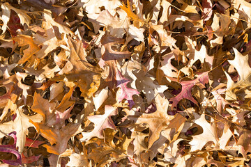 Piles of dried red and brown autumn leaves