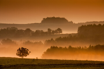 misty foggy sunrise on meadow; fog between rows of trees just after sunrise