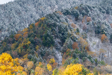 晩秋の上高地 黄葉の山肌と雪化粧のコラボレーション