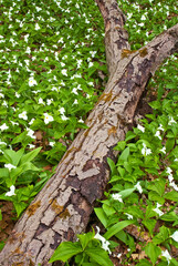 488-03 Aman Trillium and Tree Branch
