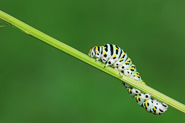 Larvae of the Golden Phoenix butterfly on wild plants, North China