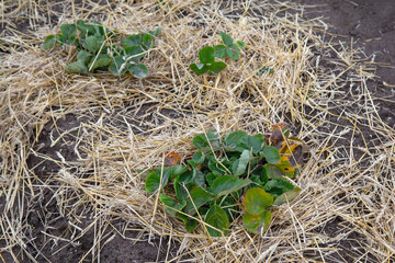 Straw shelter for strawberry plants in the garden in winter. Environmentally friendly production of strawberries. Strawberry plants grow in the ground. The concept of gardening and agriculture.