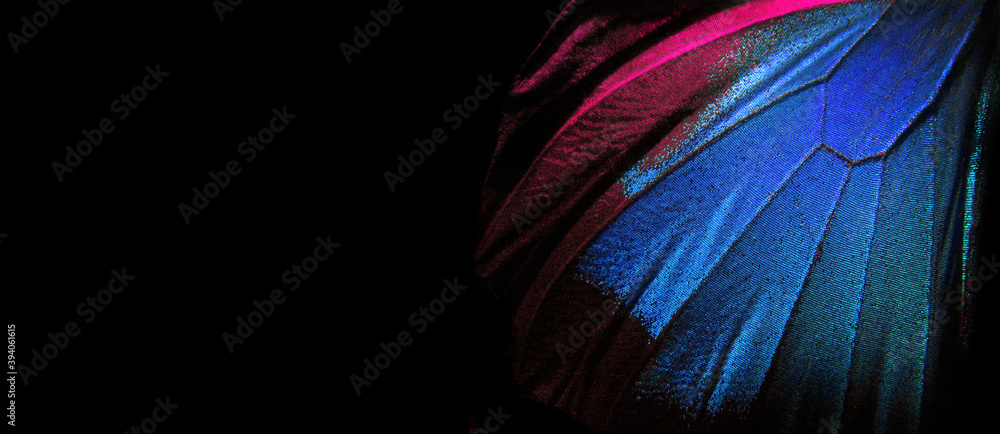 Aufkleber wings of a butterfly ulysses. wings of a butterfly texture background. closeup. copy space. selectiv