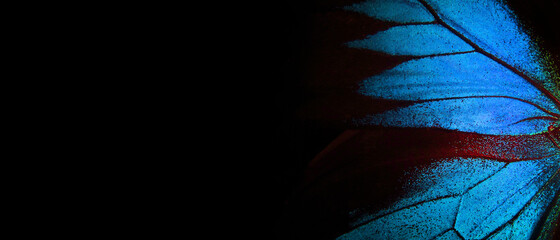 Wings of a butterfly Ulysses. Wings of a butterfly texture background. Closeup. Copy space. Selective focus   