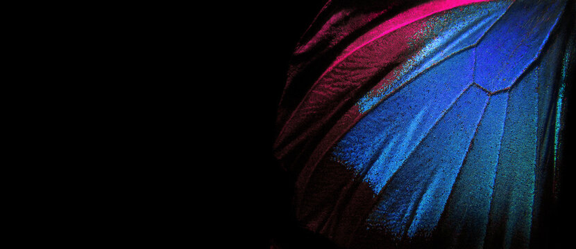 Fototapeta Wings of a butterfly Ulysses. Wings of a butterfly texture background. Closeup. Copy space. Selective focus   
