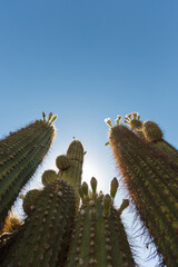 Fototapeta premium Flower and cactus with blue sky in Argentina