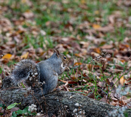 Grey Squirrel Foraging Among Autumn Leaves