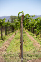 Fototapeta na wymiar Detail of vineyards in Argentina