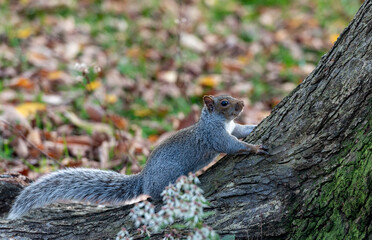 Grey Squirrel At Base of a Large Tree Trunk