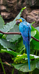 Deep Blue and Yellow Plumage on a Blue and Gold Macaw on a Vine