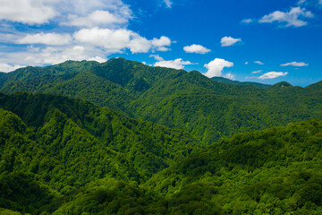 Fototapeta premium 新緑の白神山地 