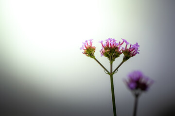 Fototapeta premium The background image of the colorful flowers