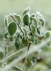 Green leaves on thin branch are covered with frost in late autumn