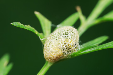 Insect cocoons on wild plants, North China