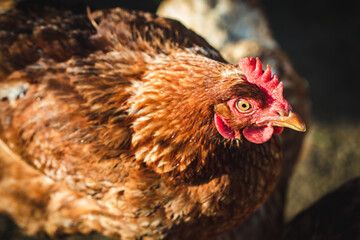 Nice colorful Chicken