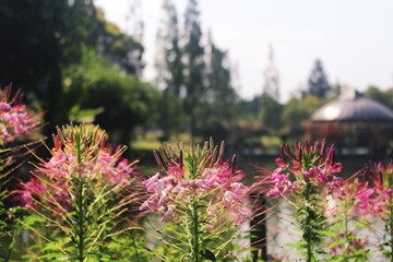 flowers in the mountains