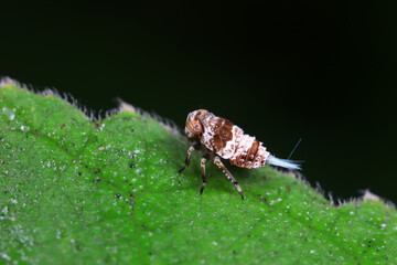 Wax cicada nymphs live on wild plants in North China