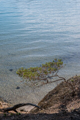 Discovery of the island of Porquerolles in summer. Deserted beaches and pine trees in this landscape of the French Riviera