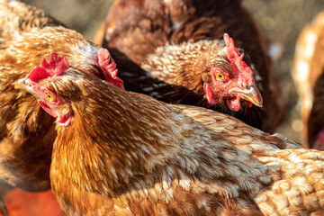 Fototapeta na wymiar 2 Hühner auf dem Hof