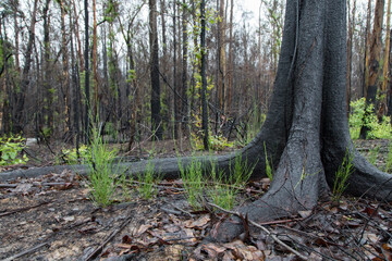 After the bushfire in Australia. 