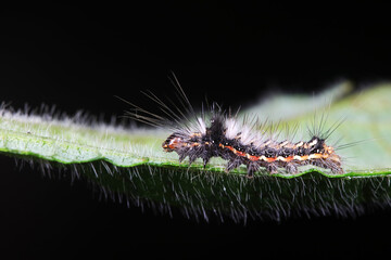 Lepidoptera larvae on leaves of wild plants, North China