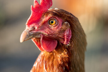 Brilliant Chicken Close up